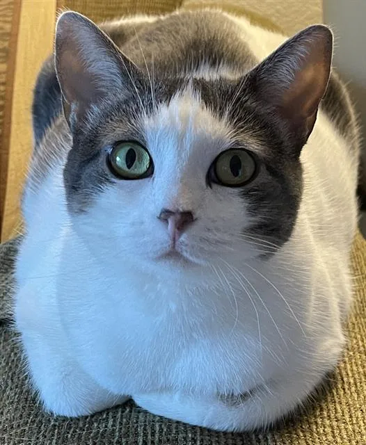 An adult small-sized female Domestic Short Hair cat named Emma for adoption in Camarillo, CA