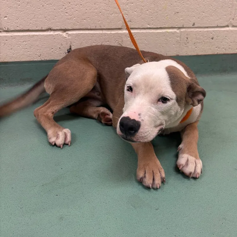 A young medium-sized female Mixed Breed dog named Brookie for adoption in Memphis, TN