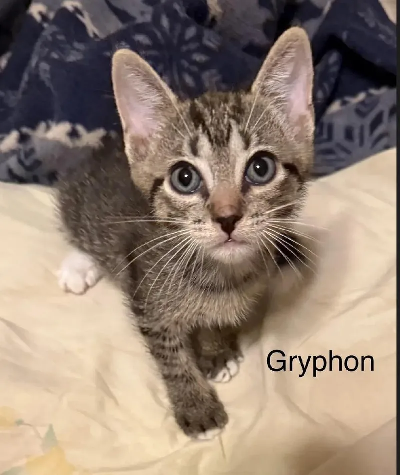 Gryphon