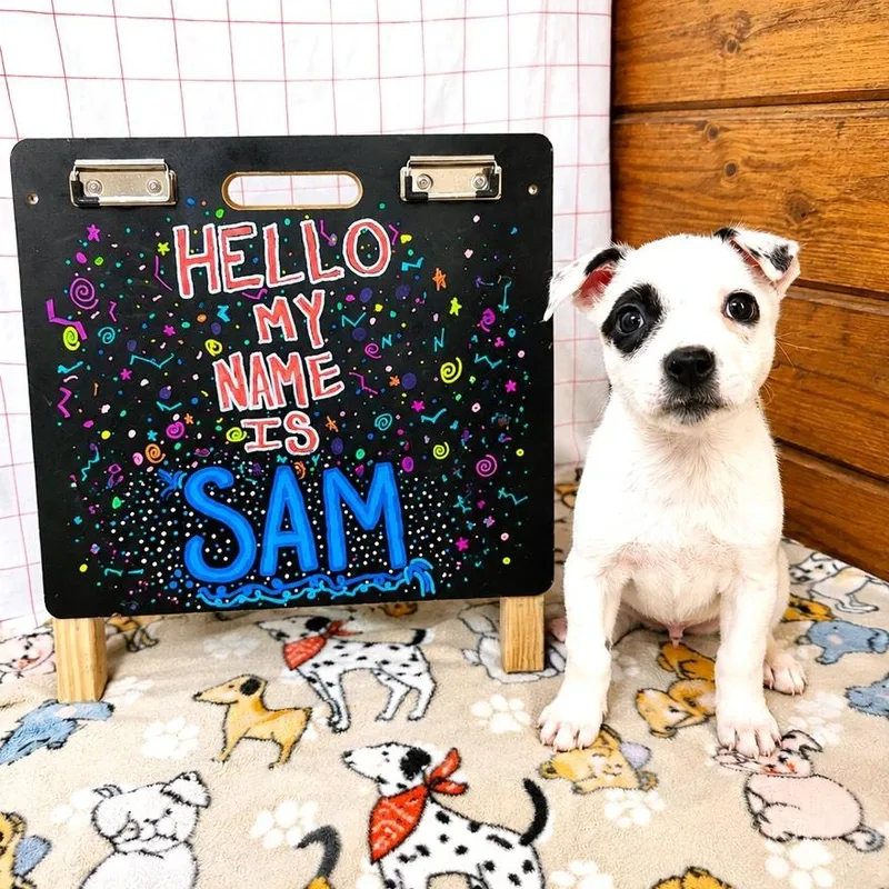 Sam thumbnail 4