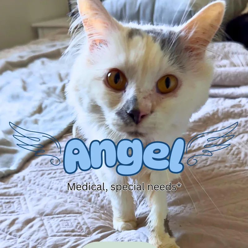 Angel