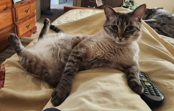 A young medium-sized female Domestic Short Hair cat named Habanero for adoption in San Diego, CA