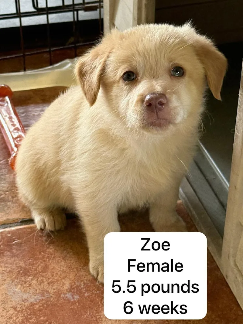Zoe thumbnail 2