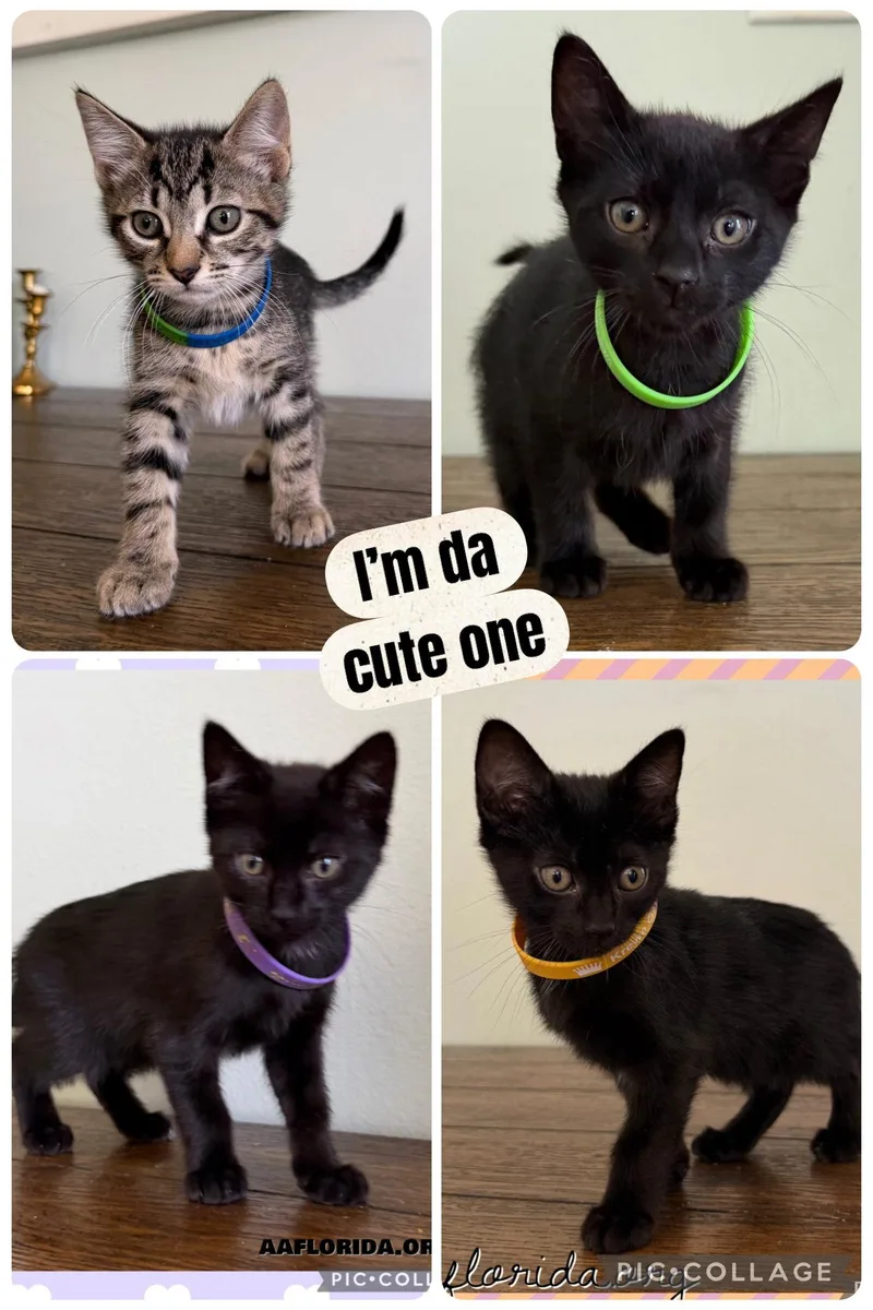 A young medium-sized male Black Domestic Short Hair cat named Cosmo for adoption in Pensacola, FL