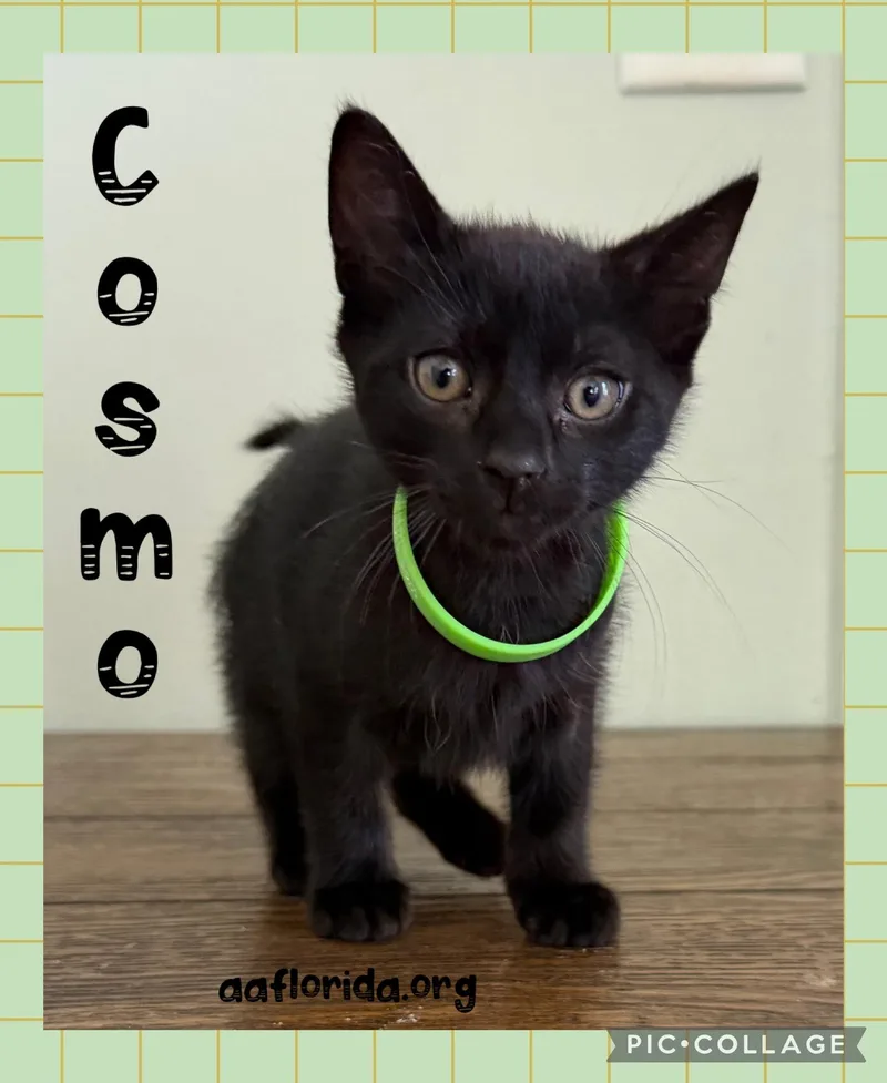 Cosmo thumbnail 2