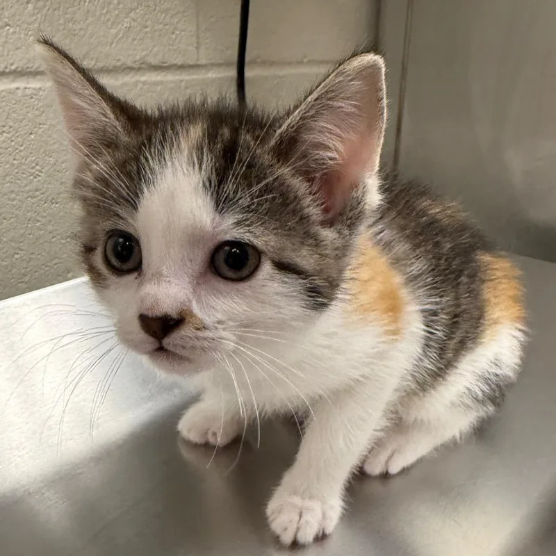 A baby small-sized female Domestic Short Hair cat named Dally for adoption in Council Bluffs, IA