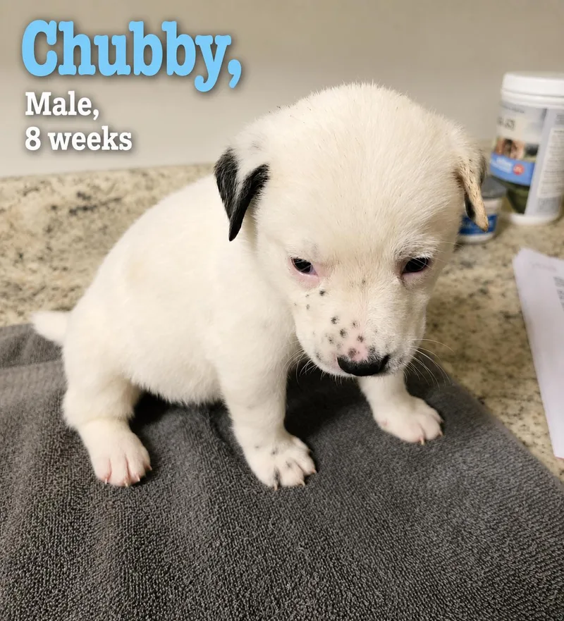 Chubby