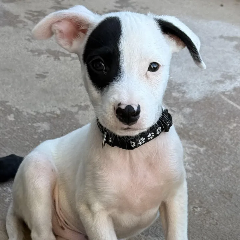 A baby medium-sized male Labrador Retriever dog named Noodles for adoption in San Diego, CA