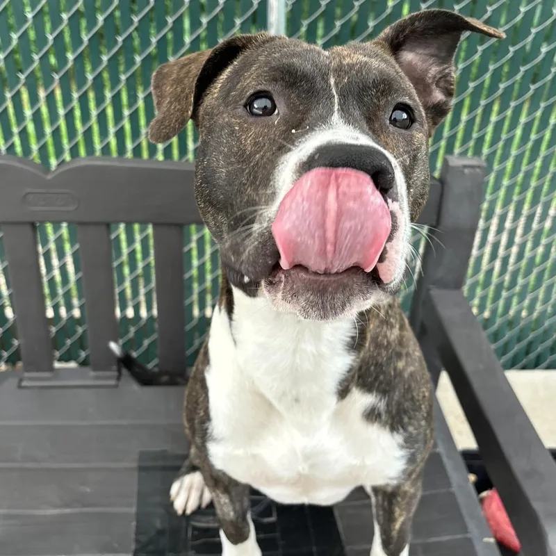 An adult medium-sized male Brown / Chocolate American Staffordshire Terrier dog named Ducky for adoption in Franklin, NC