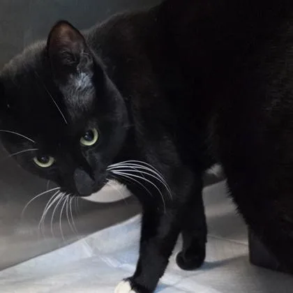 An adult large-sized male Domestic Short Hair cat named Radar for adoption in Voorhees, NJ