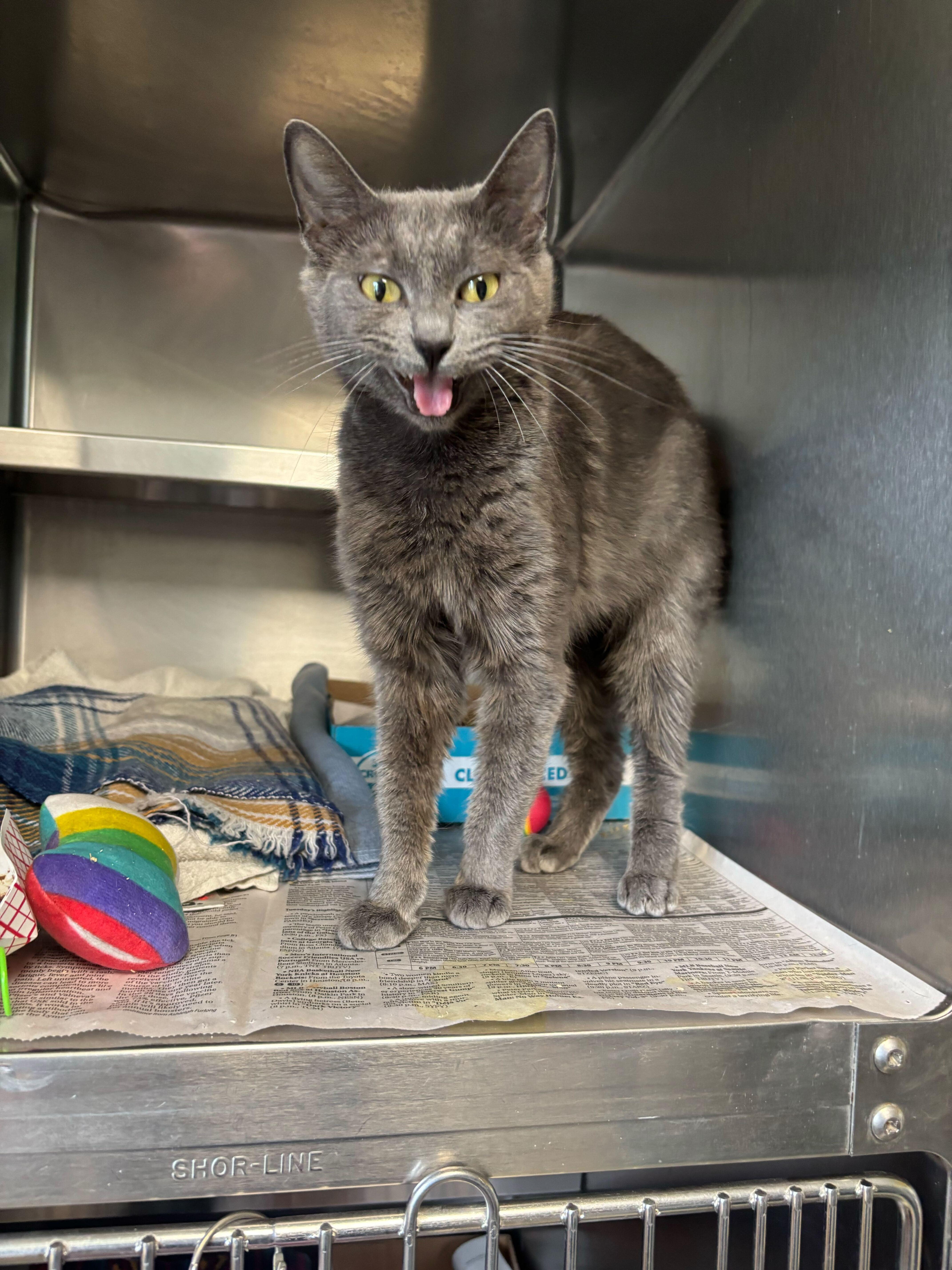 An adult medium-sized female Domestic Short Hair cat named Ducky for adoption in Manchester, NH