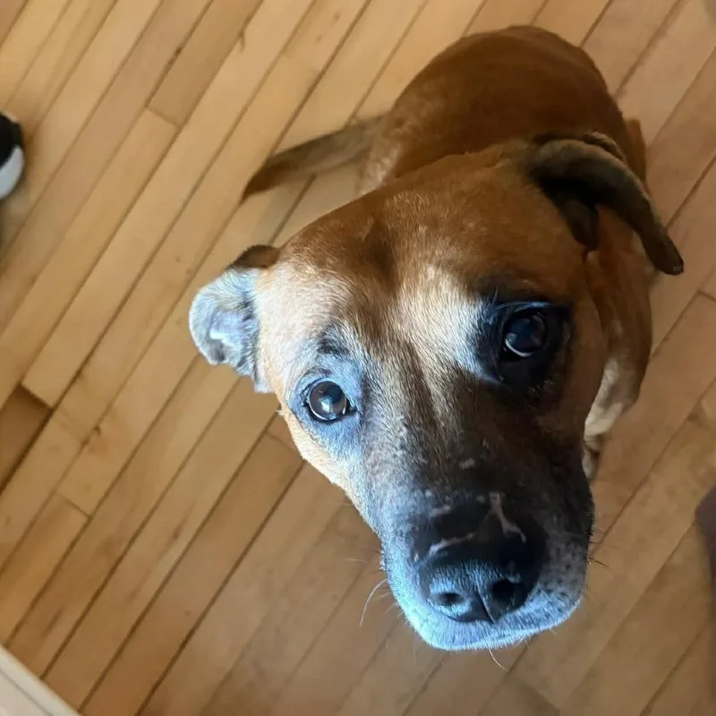 Hannibal thumbnail 2