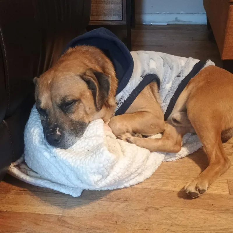 Hannibal thumbnail 3