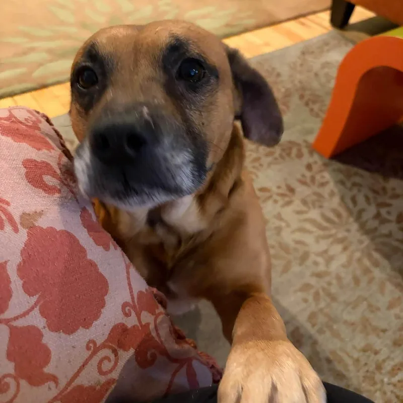 Hannibal thumbnail 4