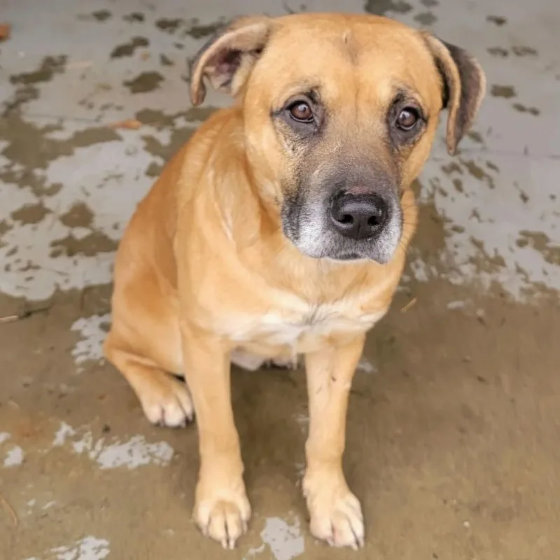 Hannibal thumbnail 5