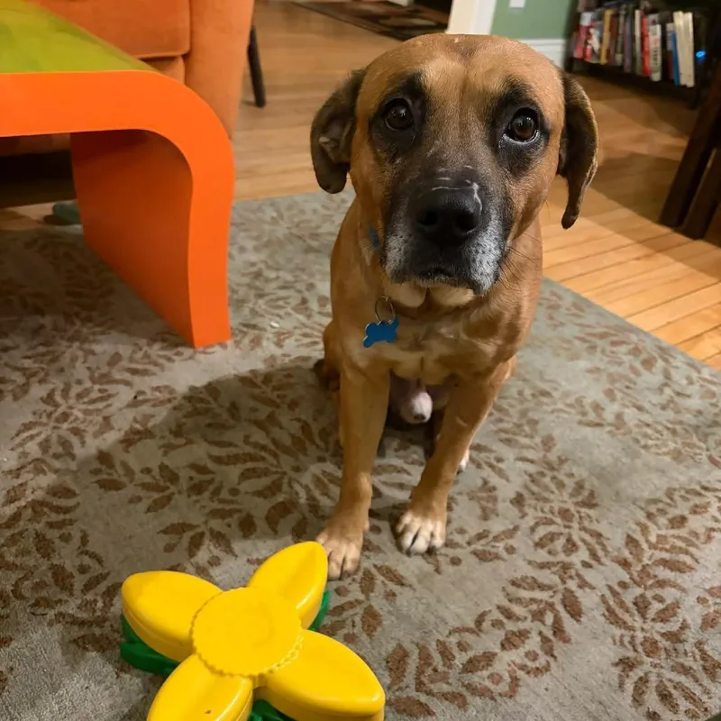 Hannibal thumbnail 6