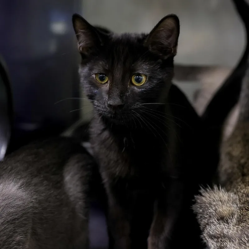 A baby small-sized male Black Domestic Short Hair cat named Hicup for adoption in Los Angeles, CA