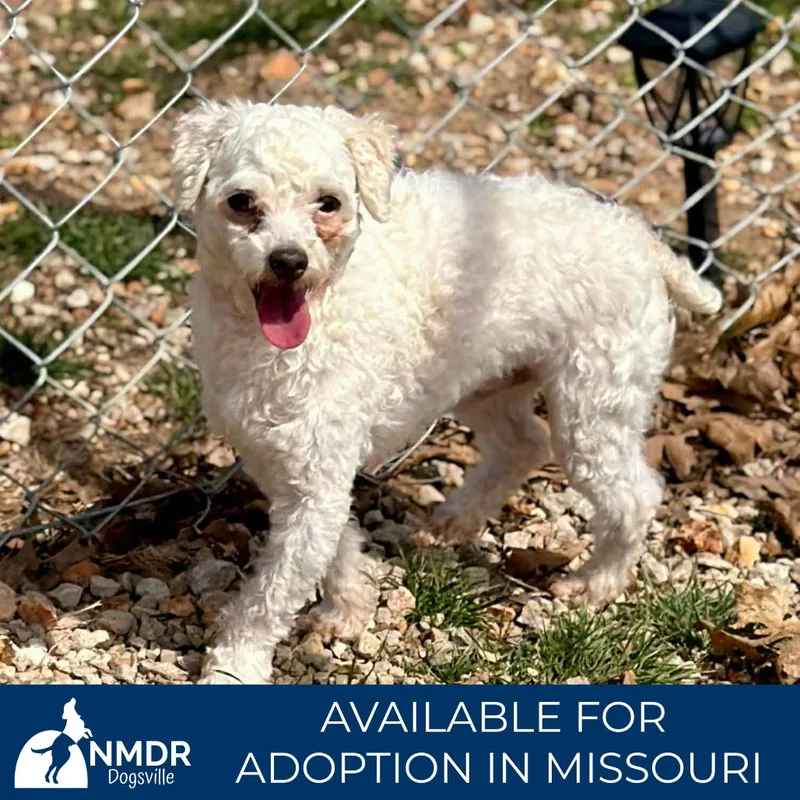 Skipper  Missouri Mr thumbnail 6