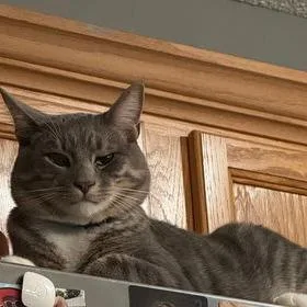 Romeow thumbnail 2