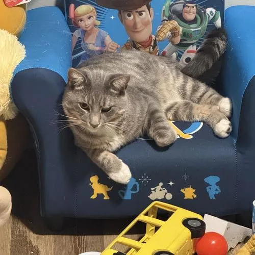 Romeow thumbnail 3