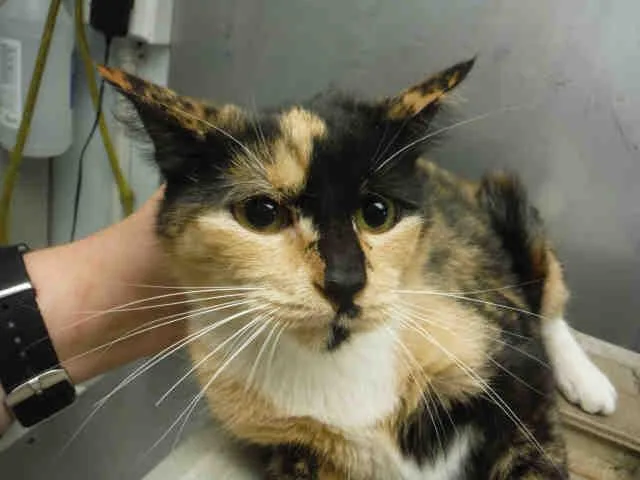 An adult small-sized female Domestic Short Hair cat named Harvey Dent for adoption in Ocala, FL