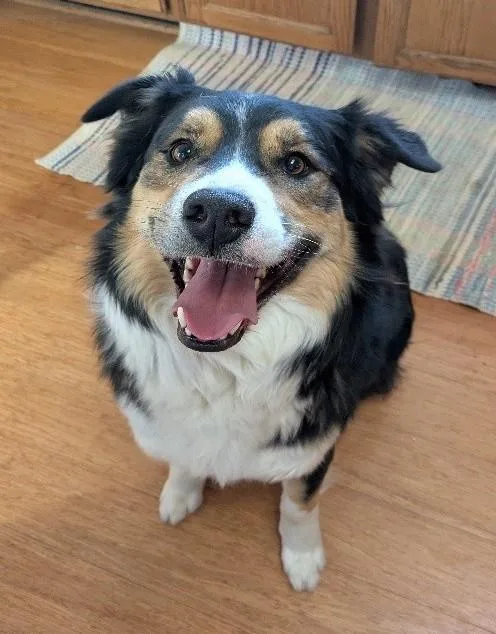 Yogi: Courtesy Listing thumbnail 2