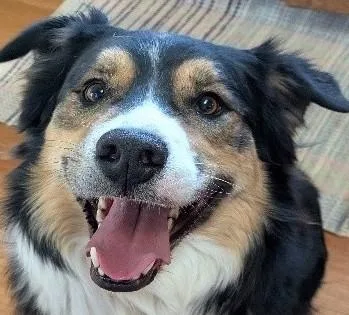 Yogi: Courtesy Listing