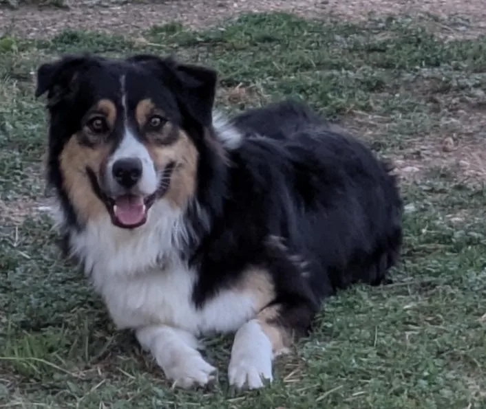 Yogi: Courtesy Listing thumbnail 3