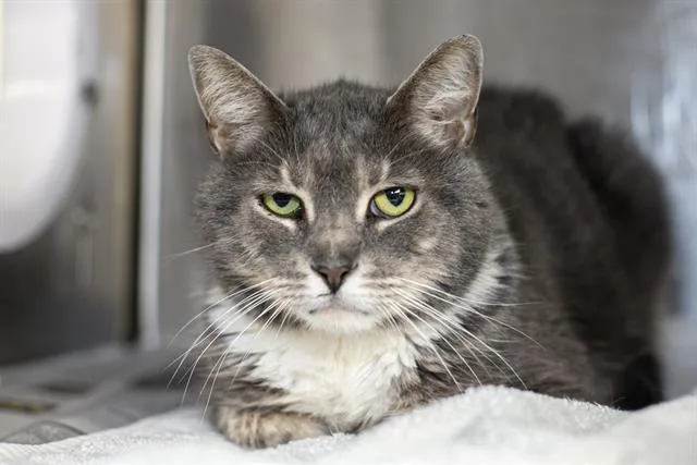 An adult large-sized male Domestic Short Hair cat named Pharoah for adoption in Charlotte, NC