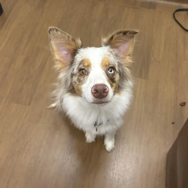 An adult medium-sized female Australian Shepherd dog named Remi for adoption in Beaumont, TX