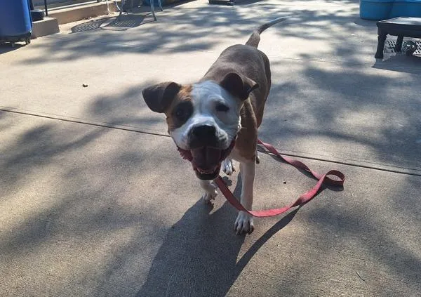 An adult large-sized female Mixed Breed dog named Bella Rose for adoption in Staten Island, NY