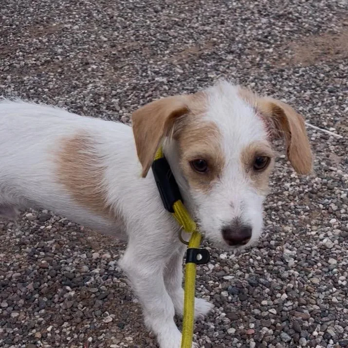 A young small-sized male White / Cream Terrier dog named Winger for adoption in Casa Grande, AZ