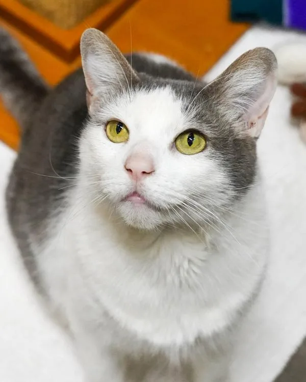 An adult small-sized female Domestic Short Hair cat named Pip for adoption in Novato, CA