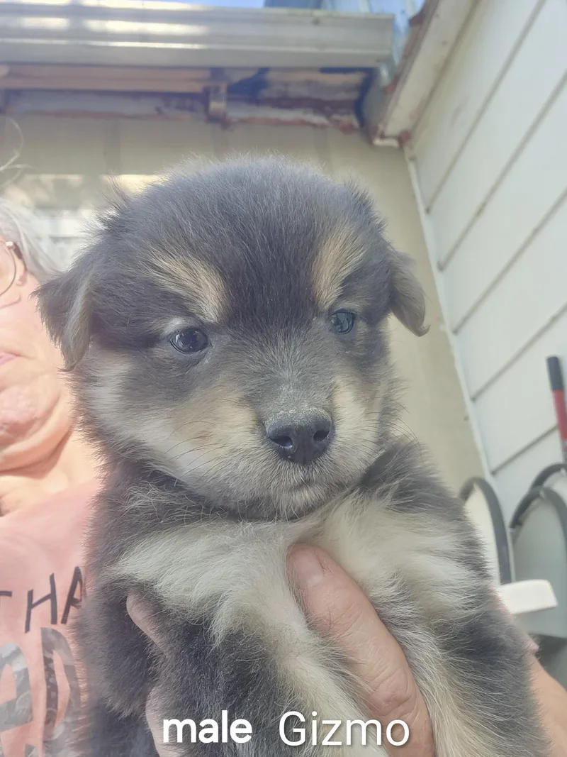 A baby medium-sized male Chihuahua dog named Gizmo for adoption in Manchester, CT