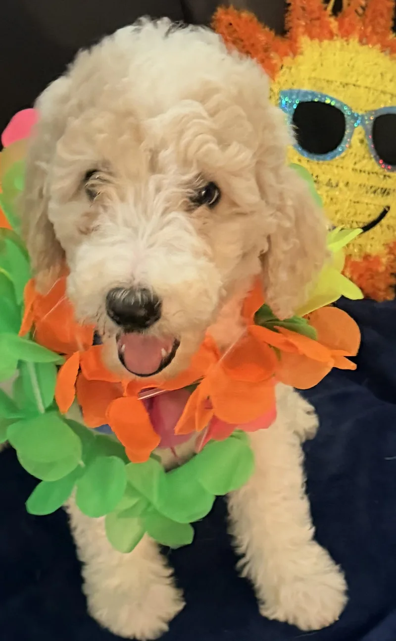 A baby medium-sized female Goldendoodle dog named Sophie and Pennie for adoption in Cerritos, CA