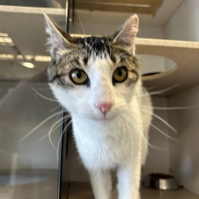 A young medium-sized male Brown / Chocolate Domestic Short Hair cat named Flubber for adoption in Park City, UT