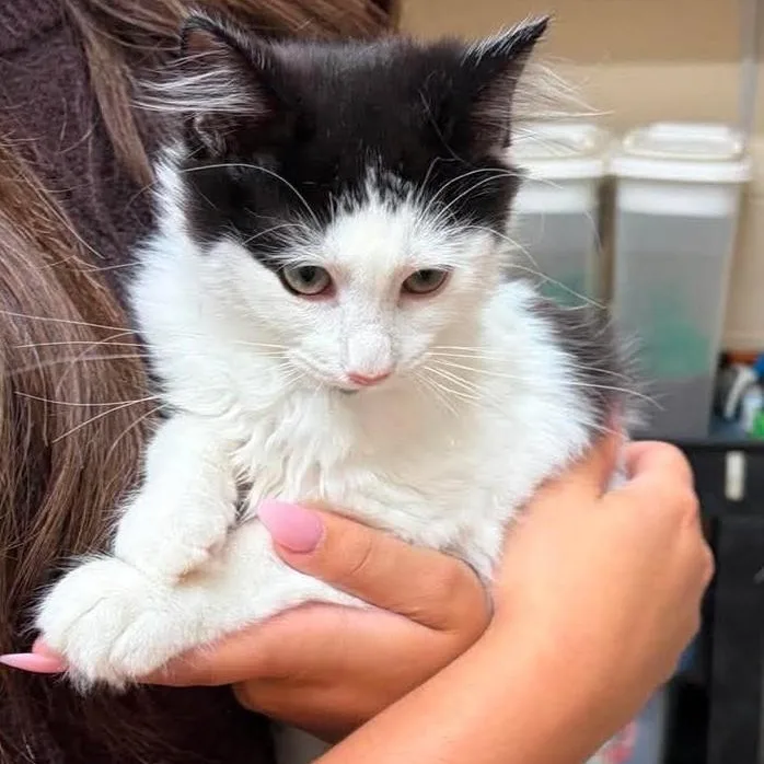 A baby small-sized female Domestic Medium Hair cat named Taffy for adoption in Danbury, CT