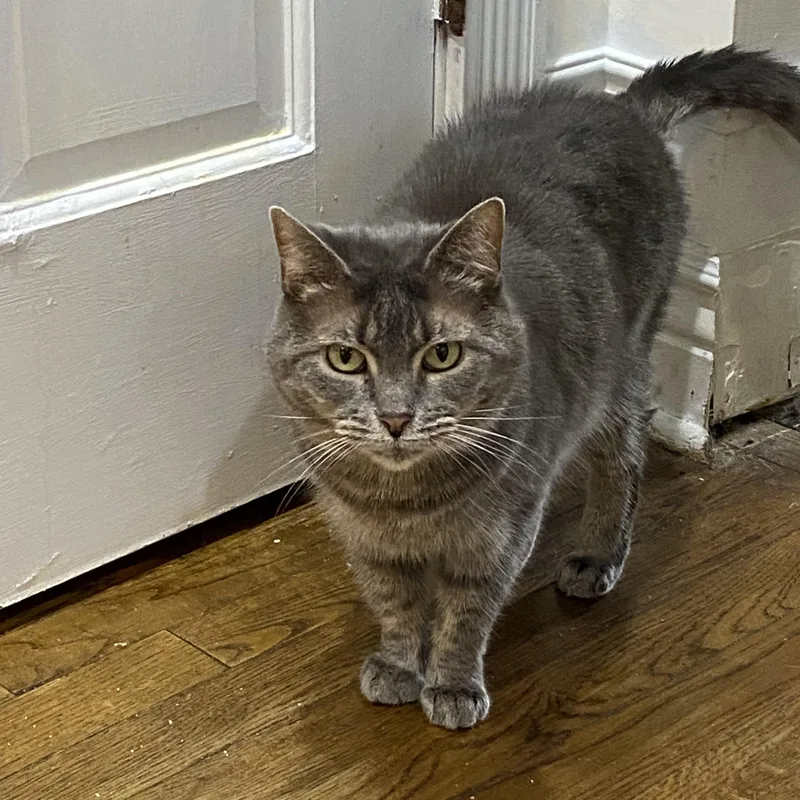 Stormy Lynne thumbnail 3