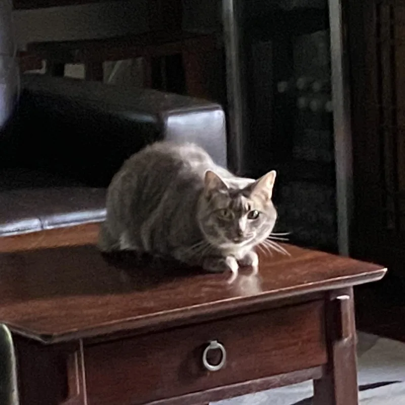 Stormy Lynne thumbnail 4