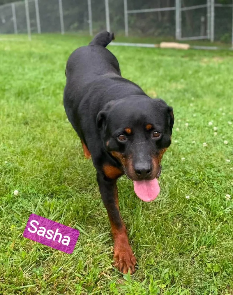 Sasha