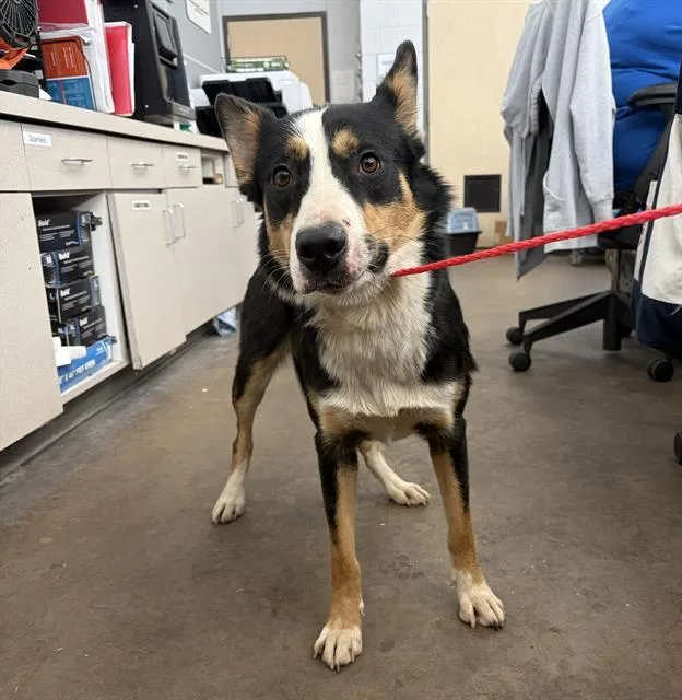 A young medium-sized female Mixed Breed dog named Mona Lisa for adoption in Dallas, TX