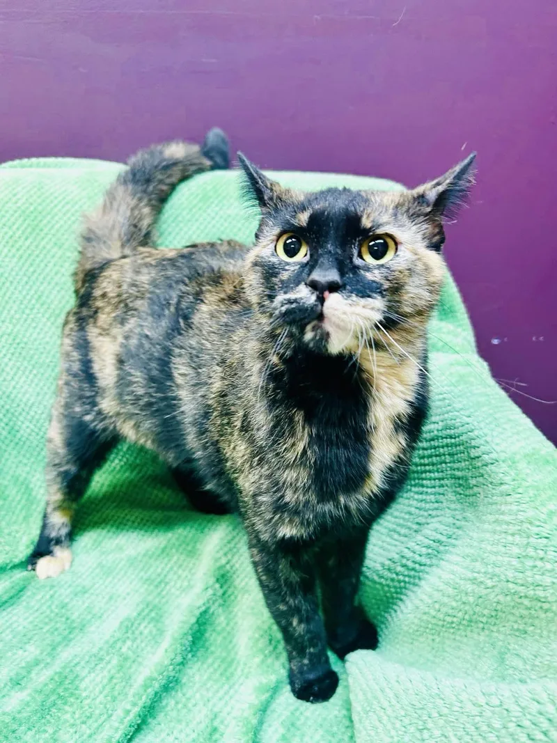 A young medium-sized female Tortoiseshell Domestic Short Hair cat named Butters for adoption in Alexandria, MN