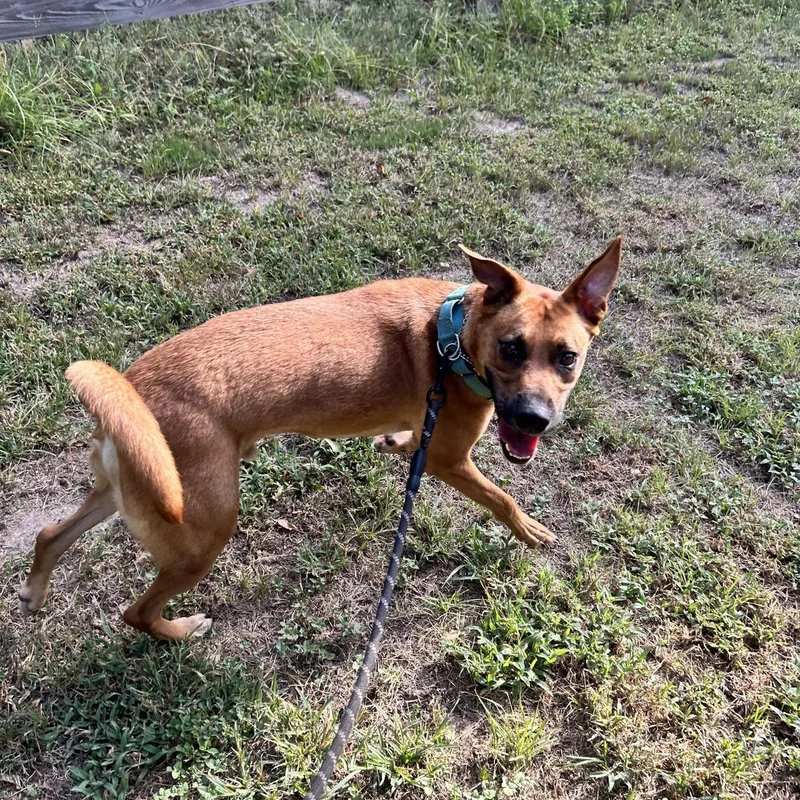 A young medium-sized male Black Mouth Cur dog named Draco for adoption in Magnolia, TX
