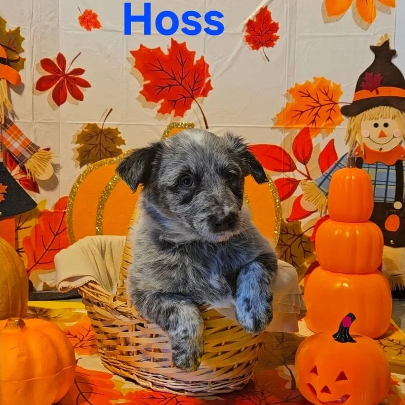 A baby medium-sized male Australian Cattle Dog / Blue Heeler named Hoss for adoption in Prineville, OR