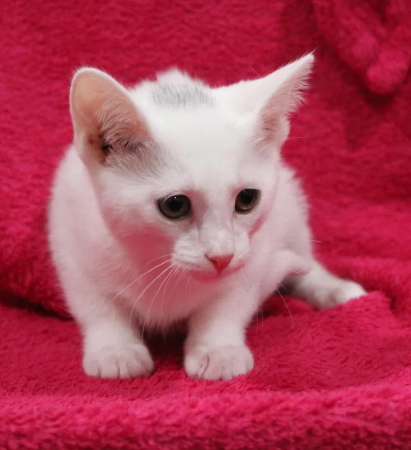 A baby medium-sized female Domestic Short Hair cat named Ivory for adoption in Vacaville, CA