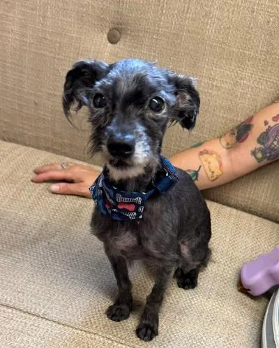 A senior small-sized male Black Maltipoo dog named Gus for adoption in Long Beach, NY