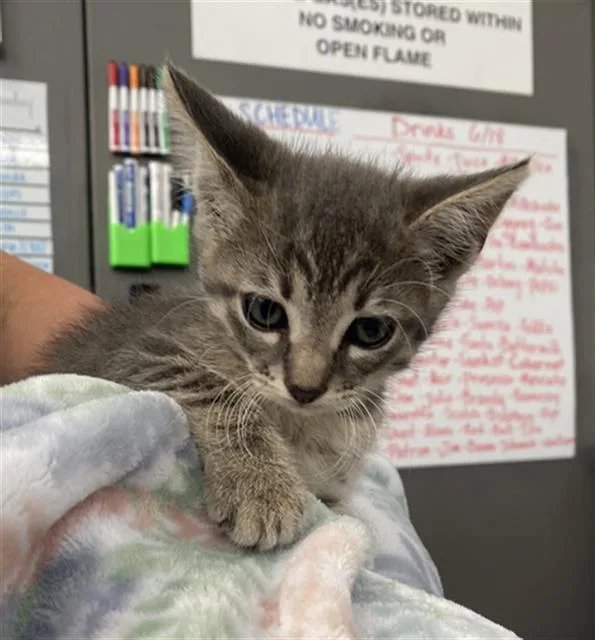A baby medium-sized male Domestic Short Hair cat named Mcsteamy for adoption in Dallas, TX