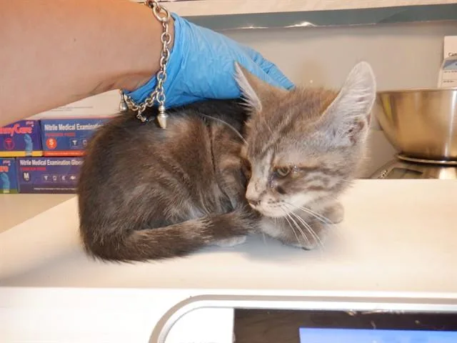 A baby small-sized male Domestic Short Hair cat named Ross for adoption in San Jose, CA