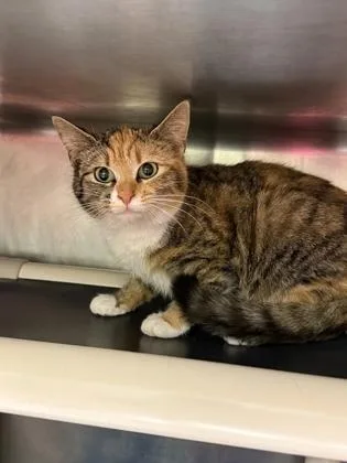 An adult medium-sized female Domestic Short Hair cat named Baby Girl for adoption in Cumberland, MD