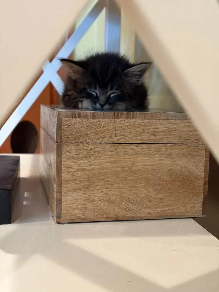 A baby small-sized female Domestic Medium Hair cat named Samantha for adoption in Sebastian, FL
